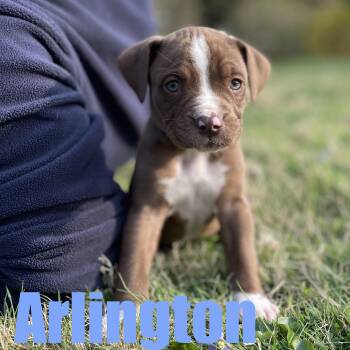 Hound and Mixed Breed Dogs Available for Adoption in Ellicott City, Maryland - Arlington | PetCurious