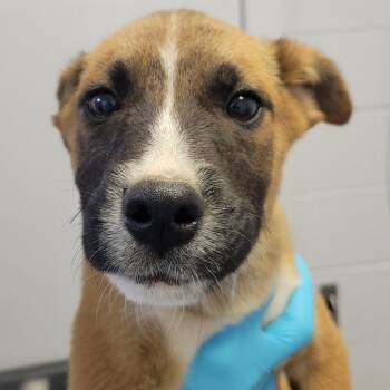 Belgian Shepherd Malinois Dogs Available for Adoption in Hattiesburg, Mississippi - Dinosaur Jr | PetCurious