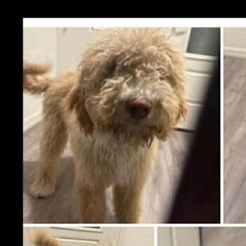 Golden Retriever and Poodle Dogs Available for Adoption - Apricot F NV | PetCurious