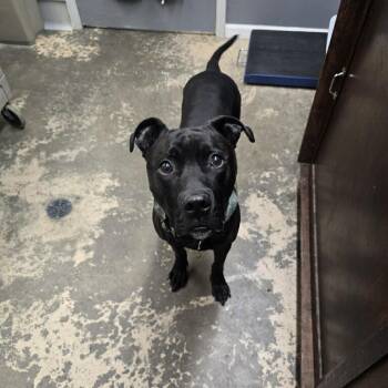 Rescue Mixed Breed Dogs for Adoption in Saint Marys, Pennsylvania - Moose | PetCurious