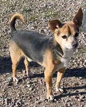 Baxter -  Chihuahua Dog Available for Adoption in Polson, Montana - Baxter | PetCurious