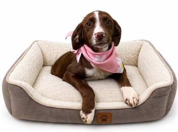 Australian Shepherd and Mixed Breed Dogs Available for Adoption in Fort Lauderdale, Florida - PETUNIA | PetCurious