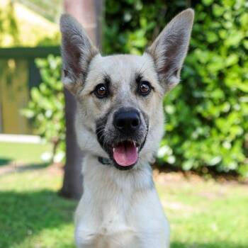 Shepherd and Mixed Breed Dogs Available for Adoption in Bradenton, Florida - Astra | PetCurious