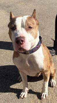 Lydia -  Mixed Breed Dog for Adoption in Mckeesport, Pennsylvania - Lydia | PetCurious