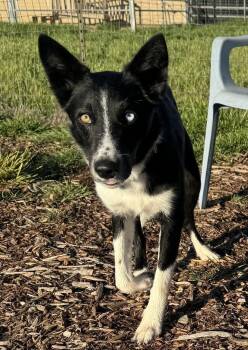 Border Collie Dogs Available for Adoption - Dr. Pepper | PetCurious