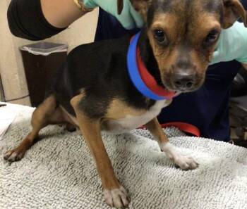 SID -  Chihuahua and Mixed Breed Dog for Adoption in Riverside, California - SID | PetCurious