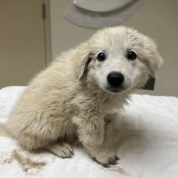 Pupcake -  Great Pyrenees and Mixed Breed Dog for Adoption in Riverside, California - Pupcake | PetCurious