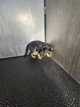 Chihuahua Dogs Available for Adoption - PETER | PetCurious