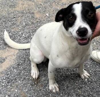 Molly -  Mixed Breed Dog for Adoption in Morristown, New Jersey - Molly | PetCurious