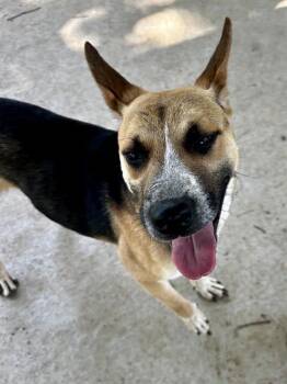 Mixed Breed Dogs Available for Adoption in Charlotte, North Carolina - SPYRO | PetCurious