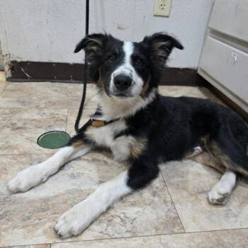 Graphics -  Border Collie and Mixed Breed Dog for Adoption in Fort Collins, Colorado - Graphics | PetCurious