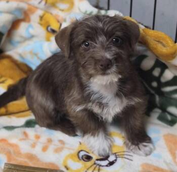 Gizmo -  Miniature Schnauzer and Yorkshire Terrier Dog for Adoption in Los Angeles, California - Gizmo | PetCurious