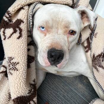 Yuki -  American Bulldog and Mixed Breed Dog for Adoption in Bernalillo, New Mexico - Yuki | PetCurious