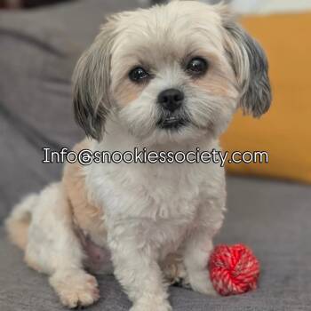 Ginger -  Shih Tzu Dog for Adoption in Toronto, Ontario - Ginger | PetCurious