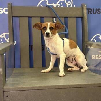 GLINDA -  Terrier Dog for Adoption in Waterford, New Jersey - GLINDA | PetCurious