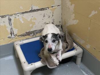 PEANUT -  Rat Terrier and Mixed Breed Dog for Adoption in Tulsa, Oklahoma - PEANUT | PetCurious