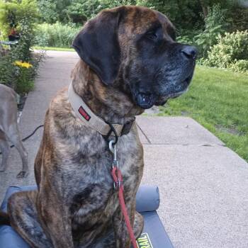 Moose -  Mastiff Dog for Adoption in St. Cloud, Minnesota - Moose | PetCurious
