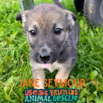 Jane Seymour -  Shepherd Dog for Adoption in Wasilla, Alaska - Jane Seymour | PetCurious