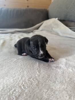 Sierra- Brynns litter -  American Staffordshire Terrier Dog for Adoption in Holly Springs, North Carolina - Sierra- Brynns Litter | PetCurious