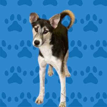 Rescue Husky and Australian Shepherd Dogs for Adoption in Dallas, Texas - Deville | PetCurious