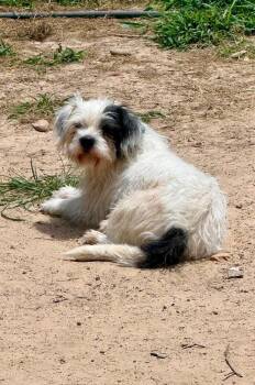 Alma -  Maltese and Poodle Dog for Adoption in Syracuse, New York - Alma | PetCurious