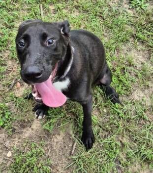 Rescue Labrador Retriever Dogs for Adoption in Mobile, Alabama - ~ Courtesy ~ Ruger | PetCurious