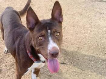 Rescue Mixed Breed Dogs for Adoption in Georgetown, Texas - Chance | PetCurious