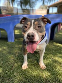 Story -  Staffordshire Bull Terrier and American Staffordshire Terrier Dog for Adoption in Ramona, California - Story | PetCurious