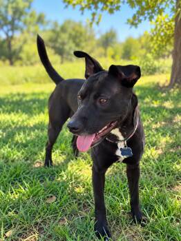 Gina -  Rat Terrier Dog for Adoption in VERNON ROCKVL, Connecticut - Gina | PetCurious
