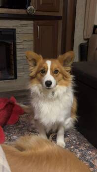 Oscar -  Pembroke Welsh Corgi and Australian Shepherd Dog for Adoption in Fort Madison, Iowa - Oscar | PetCurious