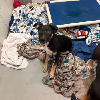 Yoshi -  Mixed Breed Dog for Adoption in Charleston, West Virginia - Yoshi | PetCurious