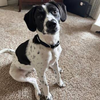 Milo -  Cattle Dog and Poodle Dog for Adoption in Bristol, Indiana - Milo | PetCurious