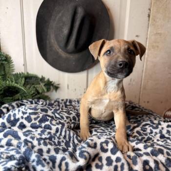 Boxer and Black Mouth Cur Dogs Available for Adoption - Tony | PetCurious