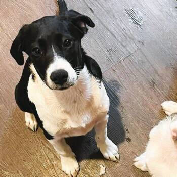 Leeloo -  Mixed Breed Dog for Adoption in Glen Morgan, West Virginia - Leeloo | PetCurious