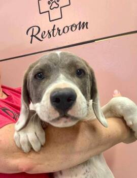 Mango -  Border Collie and Pointer Dog for Adoption in Fayetteville, Arkansas - Mango | PetCurious
