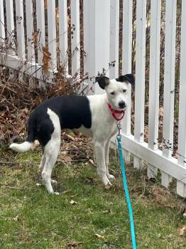 Rat Terrier Dogs Available for Adoption - Missy | PetCurious