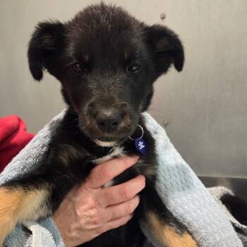 Rescue Mixed Breed Dogs for Adoption in Bismarck, North Dakota - Briar- Purple/Teal/Green Tye Dye Collar | PetCurious