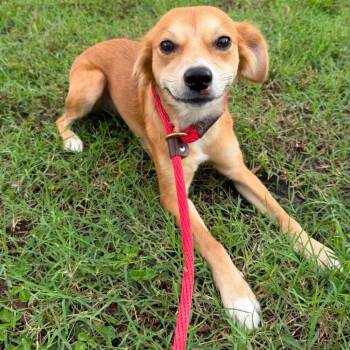 Lacey -  Cocker Spaniel and Mixed Breed Dog for Adoption in Sarasota, Florida - Lacey | PetCurious