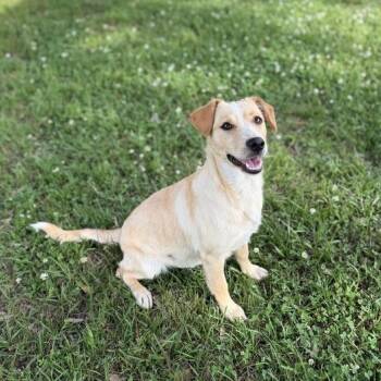 Labrador Retriever and Terrier Dogs Available for Adoption in Carencro, Louisiana - Suncatcher | PetCurious