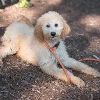 Phyllis -  Standard Poodle Dog for Adoption in Chester Springs, Pennsylvania - Phyllis | PetCurious