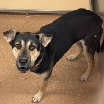 Brenda Lee -  Shepherd Dog for Adoption in Allen, Texas - Brenda Lee | PetCurious