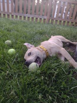 Labrador Retriever and Pit Bull Terrier Dogs Available for Adoption in Minneapolis, Minnesota - Bubba | PetCurious