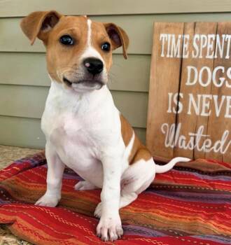 Jack Russell Terrier Dogs Available for Adoption in Walker, Louisiana - Daisy | PetCurious