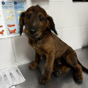 Poodle and Wirehaired Dachshund Dogs Available for Adoption in Birmingham, Alabama - Griffin | PetCurious