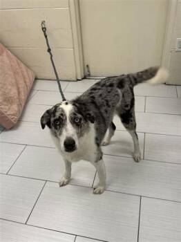 Gill -  Australian Shepherd and Mixed Breed Dog for Adoption in Largo, Florida - Gill | PetCurious