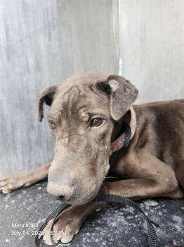 PAQUITA -  American Staffordshire Terrier Dog for Adoption in San Antonio, Texas - PAQUITA | PetCurious