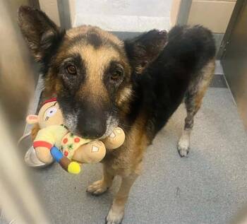 ARLO -  German Shepherd Dog Dog for Adoption in Tustin, California - ARLO | PetCurious