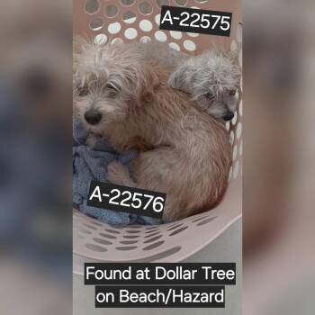Meringue -  Terrier Dog for Adoption in Westminster, California - Meringue | PetCurious