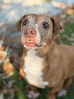 Beagle and Mixed Breed Dogs Available for Adoption in Daytona Beach, Florida - Muffins - 2 | PetCurious