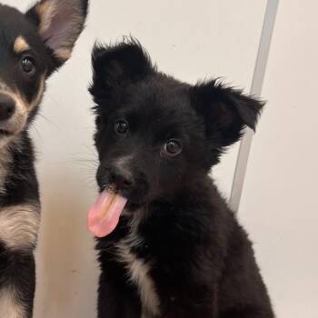 Lord Biscuit -  German Shepherd Dog and Border Collie Dog for Adoption in Kanab, Utah - Lord Biscuit | PetCurious